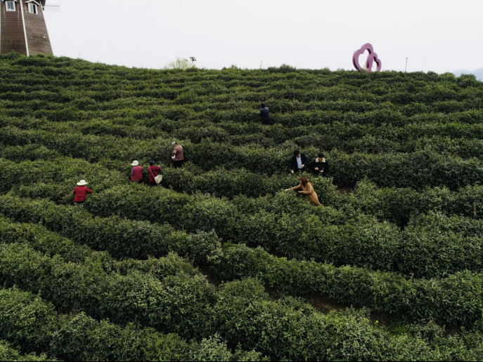 陜西廣電融媒體集團(tuán)農(nóng)林衛(wèi)視助力陜西茶區(qū)“以茶興業(yè)，以茶富民”