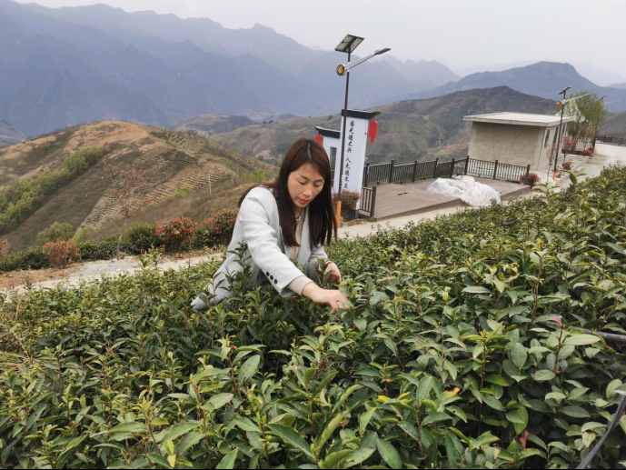 陜西廣電融媒體集團(tuán)農(nóng)林衛(wèi)視助力陜西茶區(qū)“以茶興業(yè)，以茶富民”